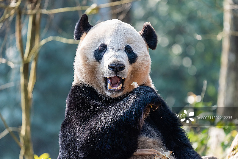 中国四川雅安碧峰峡的大熊猫图片素材