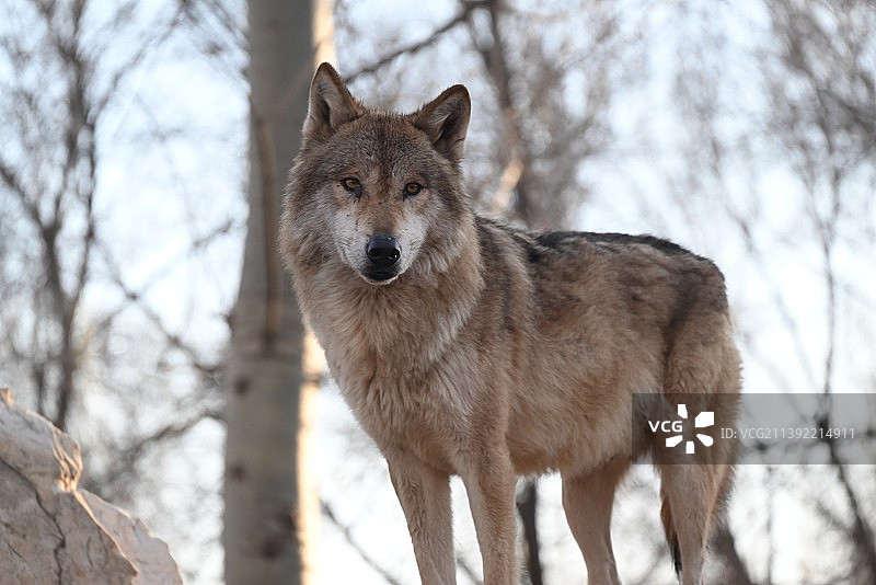 狼站在山坡上的照片图片素材