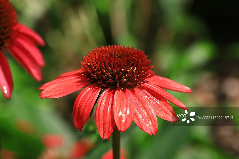 松果菊图片素材
