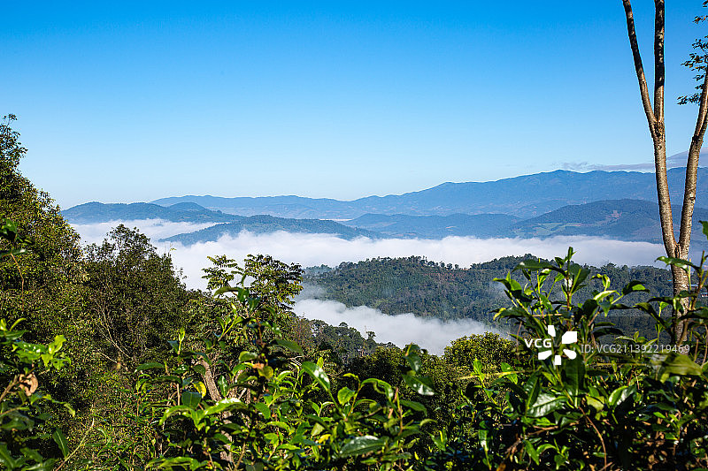 云南勐海茶山风景图片素材