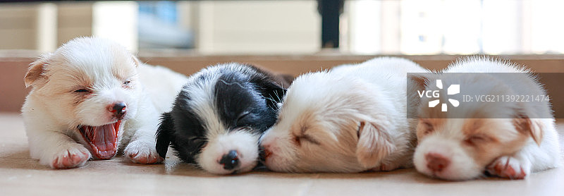 小狗睡觉的特写镜头图片素材