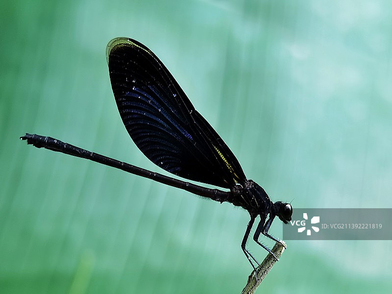 黑豆娘图片素材