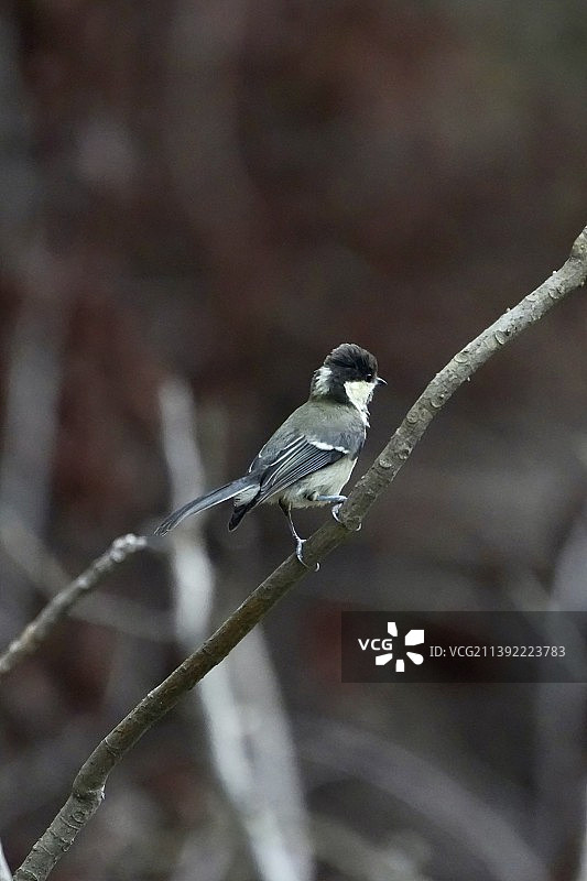 白脸山雀图片素材
