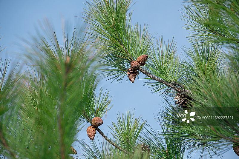 松果图片素材