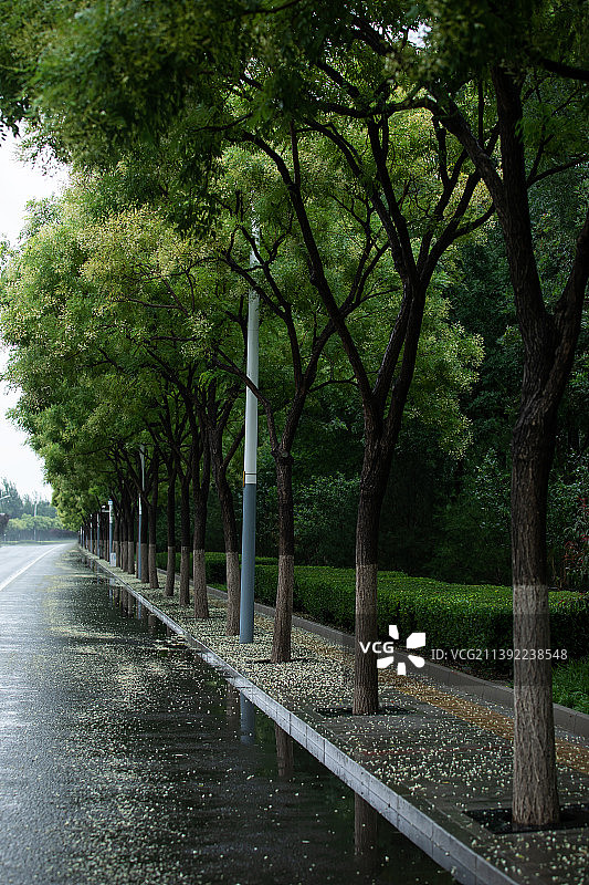 雨后路边一排清新的槐树图片素材