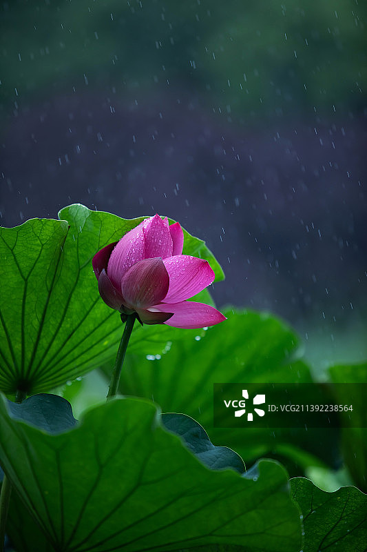 一朵荷花立于夏季雨中图片素材