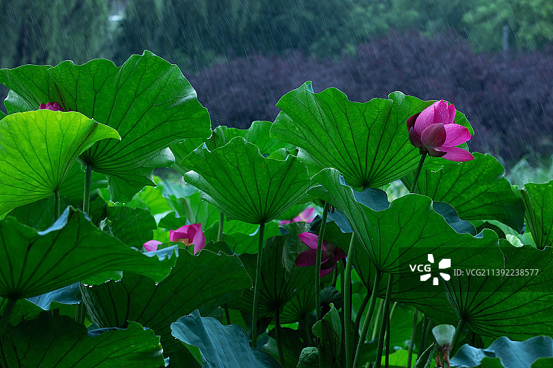 一朵荷花立于夏季雨中图片素材