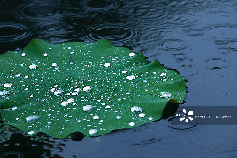 荷叶上晶莹剔透的雨滴特写图片素材