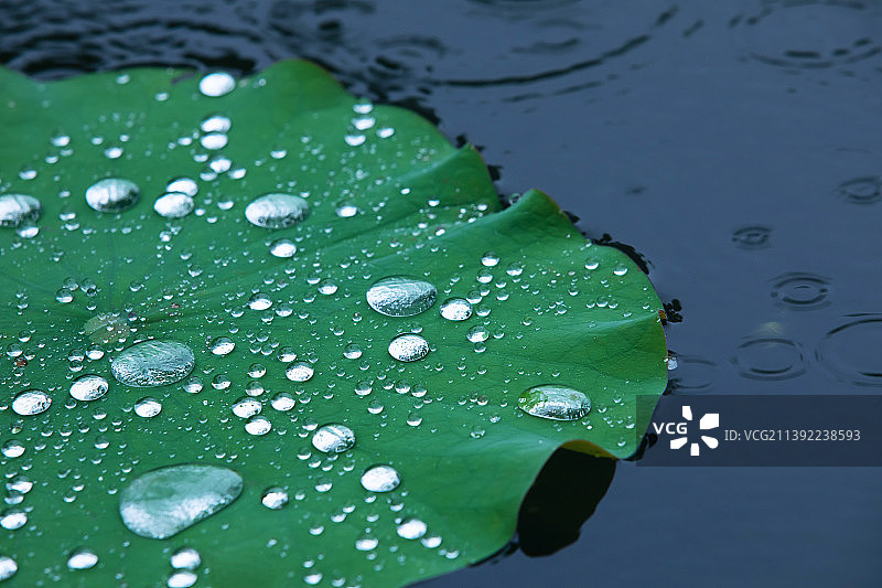 荷叶上晶莹剔透的雨滴特写图片素材