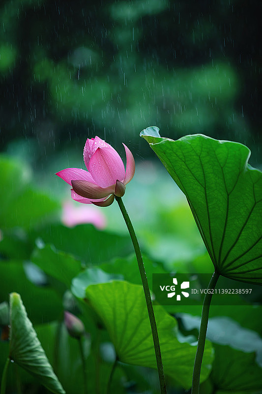 夏季雨中的荷花荷叶图片素材