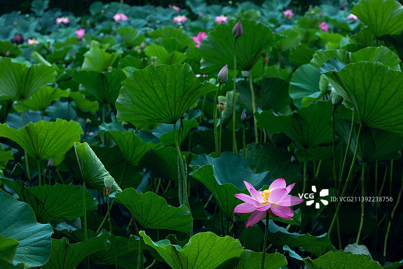 夏日雨中的池塘,清新荷花图片素材