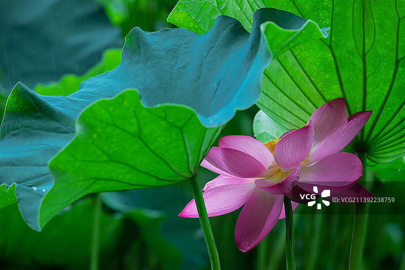 一朵荷花藏于叶底,含蓄清新图片素材