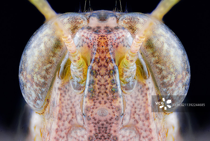 蝗虫复眼图片素材