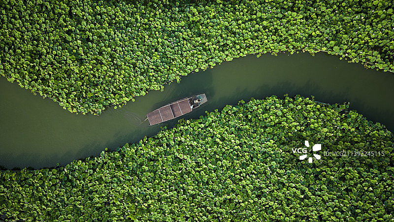 坐着摇橹船穿梭十里荷花图片素材