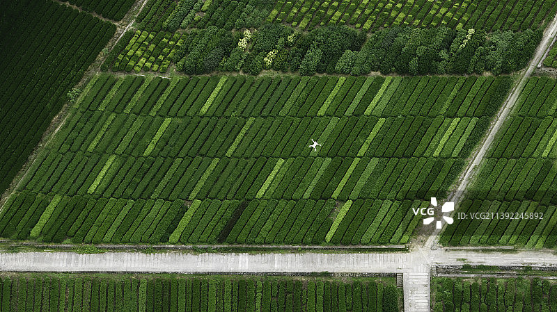 茶园守护者图片素材