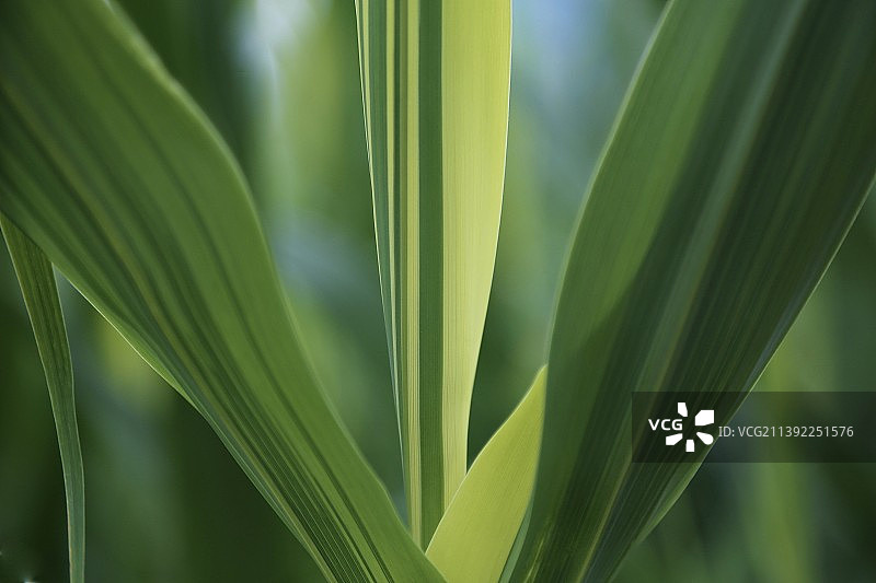 芦苇茁壮生长：富贵竹装图片素材
