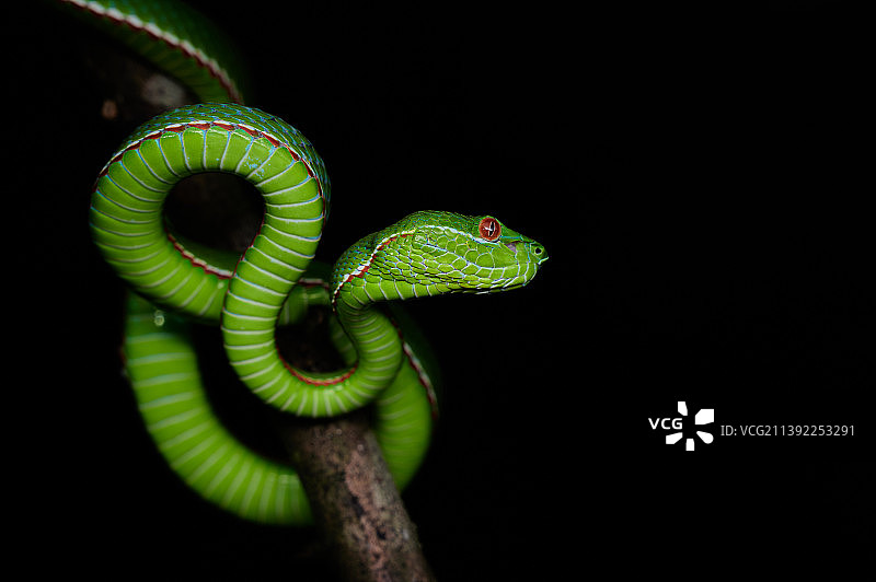 树枝上的竹叶青特写图片素材