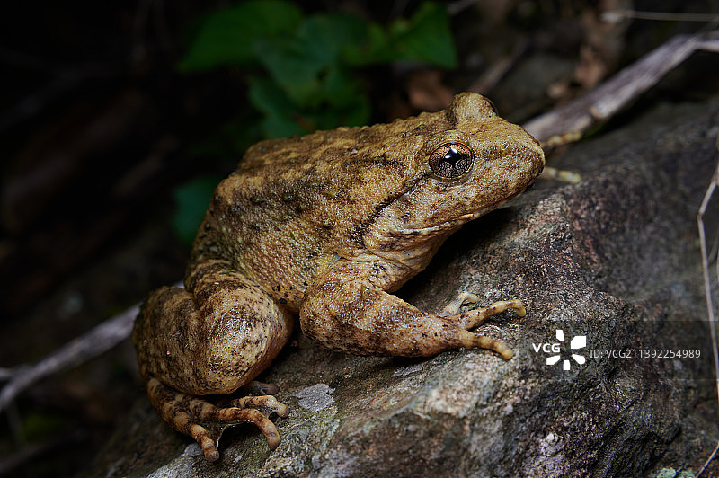 石头上的蟾蜍图片素材