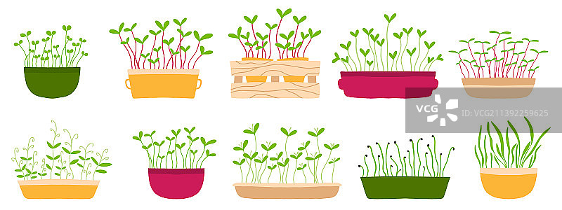 健康食品微型蔬菜芽图片素材