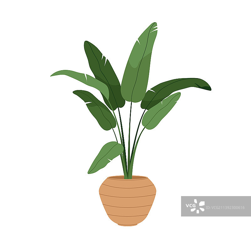 白色鹤望兰盆栽植物，大型绿色图片素材