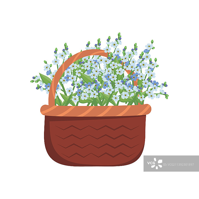 勿忘我蓝色小花，带茎图片素材