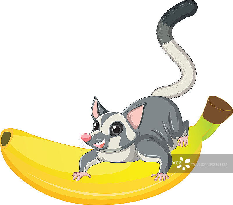蜜袋鼯坐在香蕉上图片素材