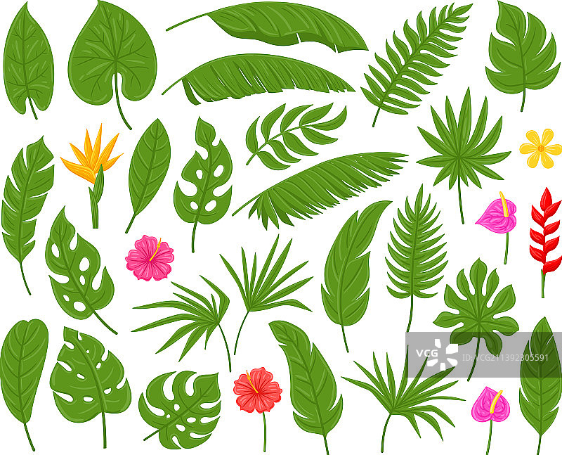 卡通热带棕榈树、龟背竹和鸡蛋花图片素材