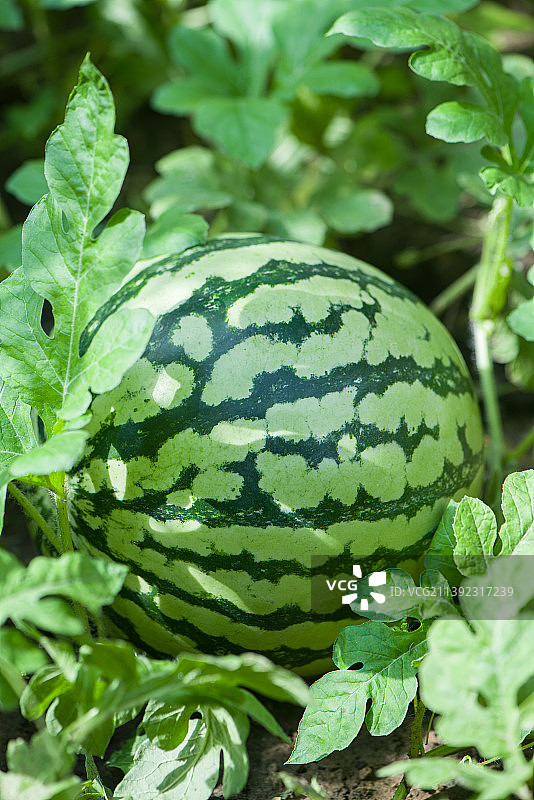 瓜田里种植的西瓜图片素材