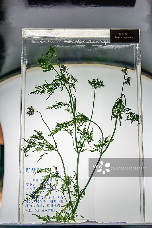 植物标本野胡萝卜图片素材