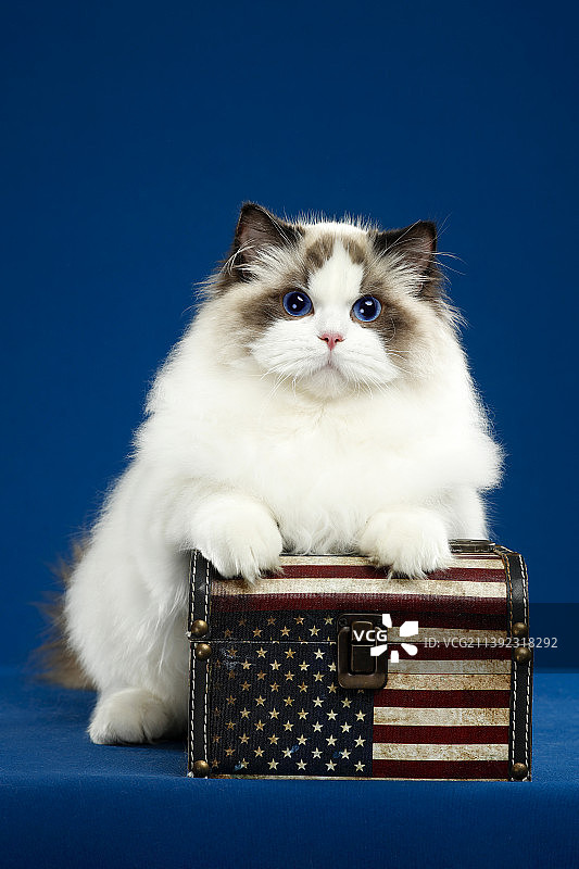 布偶猫图片素材