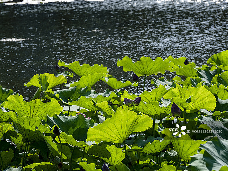 罕见的并蒂莲，拍于圆明园荷花节图片素材