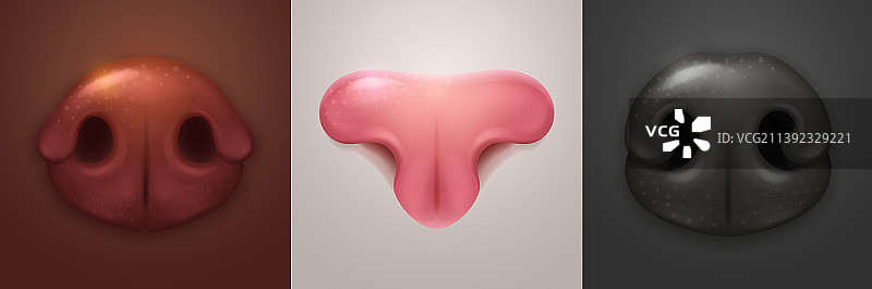 猫狗鼻子动物图片素材