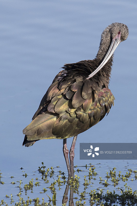 正在梳理羽毛的白脸彩鹮图片素材