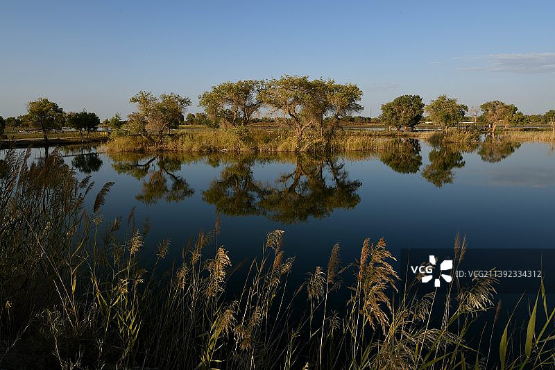 塔里木河的傍晚图片素材