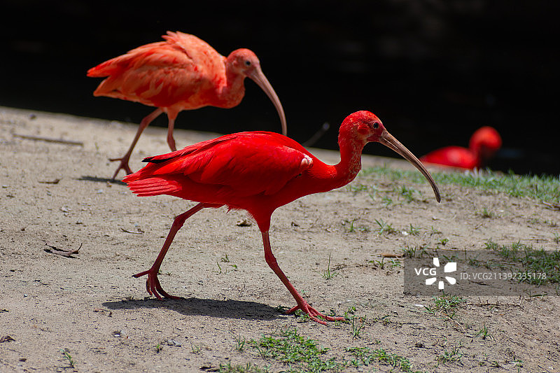 美洲红鹮图片素材