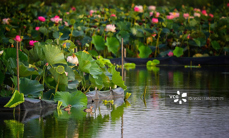 合肥市巢湖风景区荷花池里的小野鸭图片素材