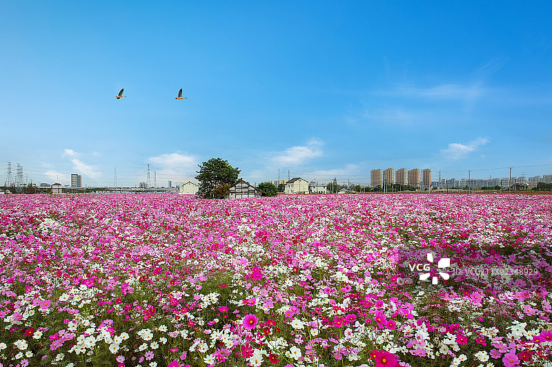 格桑花花海图片素材