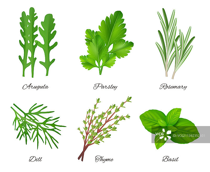 绿色芳香食用草本植物图片素材