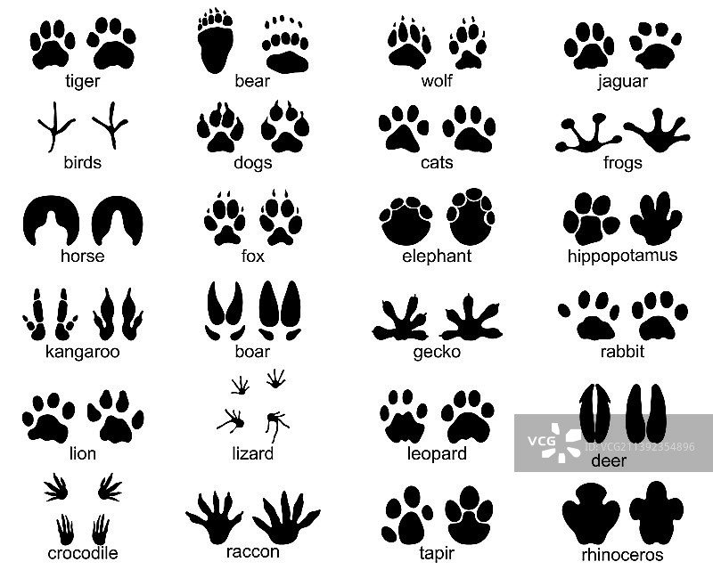 野生动物的足迹图片素材