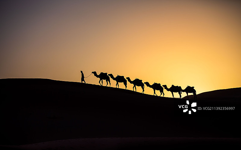 晚归的驼队图片素材