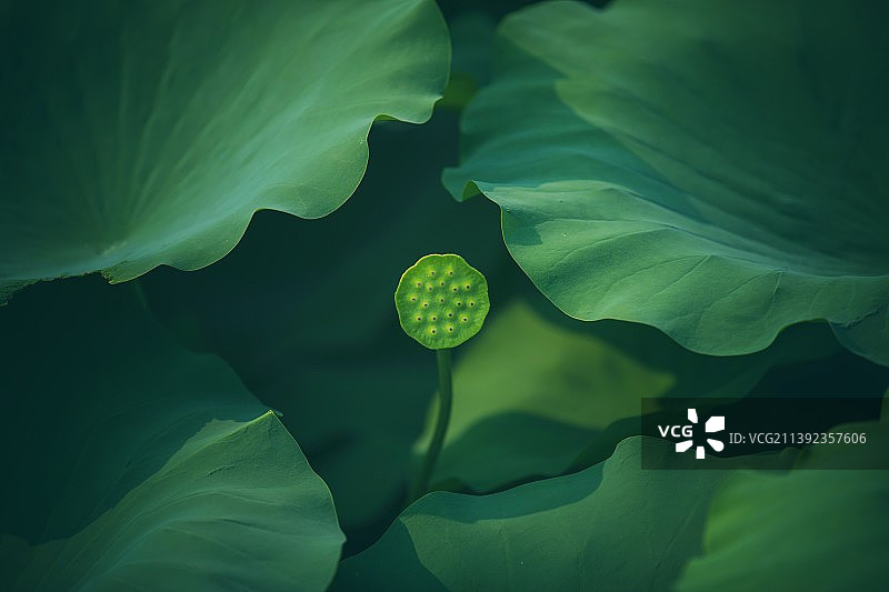 莲蓬图片素材