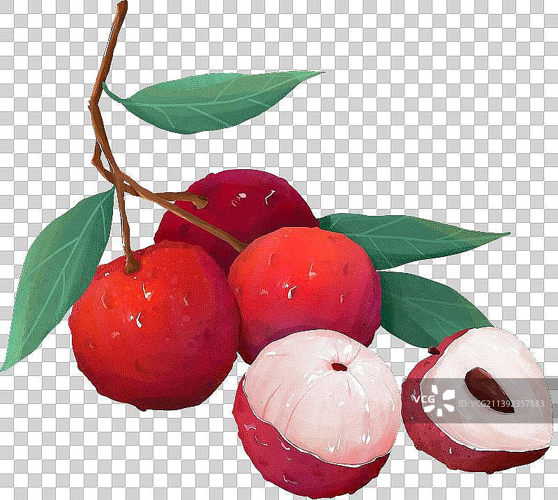手绘水果荔枝插画图片素材