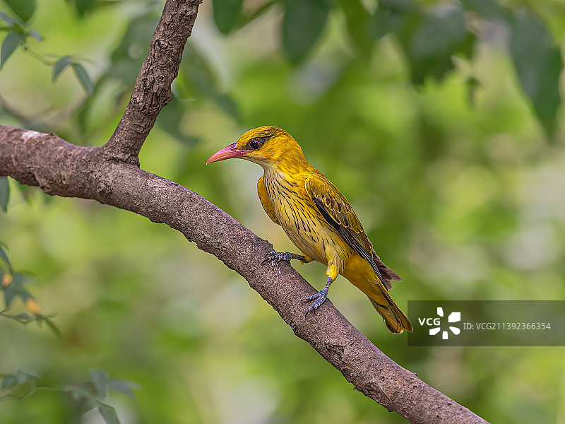 黑枕黄鹂图片素材