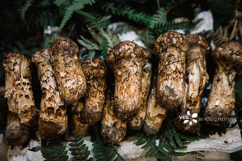新鲜采摘的松茸图片素材