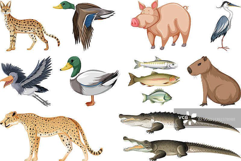 不同种类的动物合集图片素材