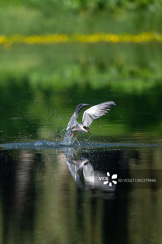 一只冲向水面准备捉鱼的燕鸥图片素材