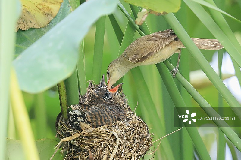 大苇莺喂小杜鹃图片素材