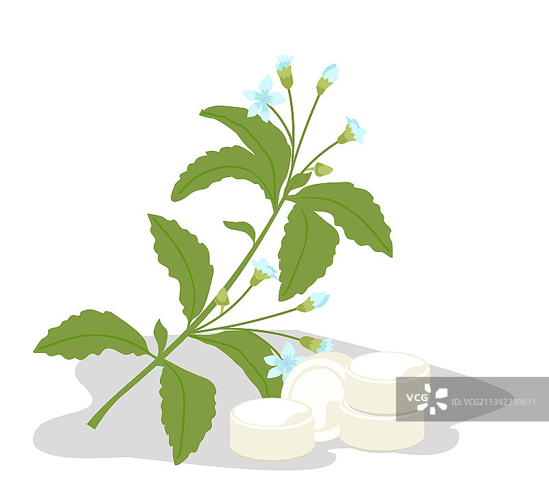 甜叶菊植物甜味剂图片素材