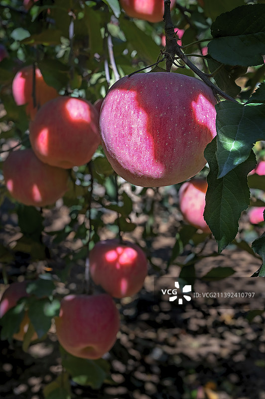 果满枝头图片素材
