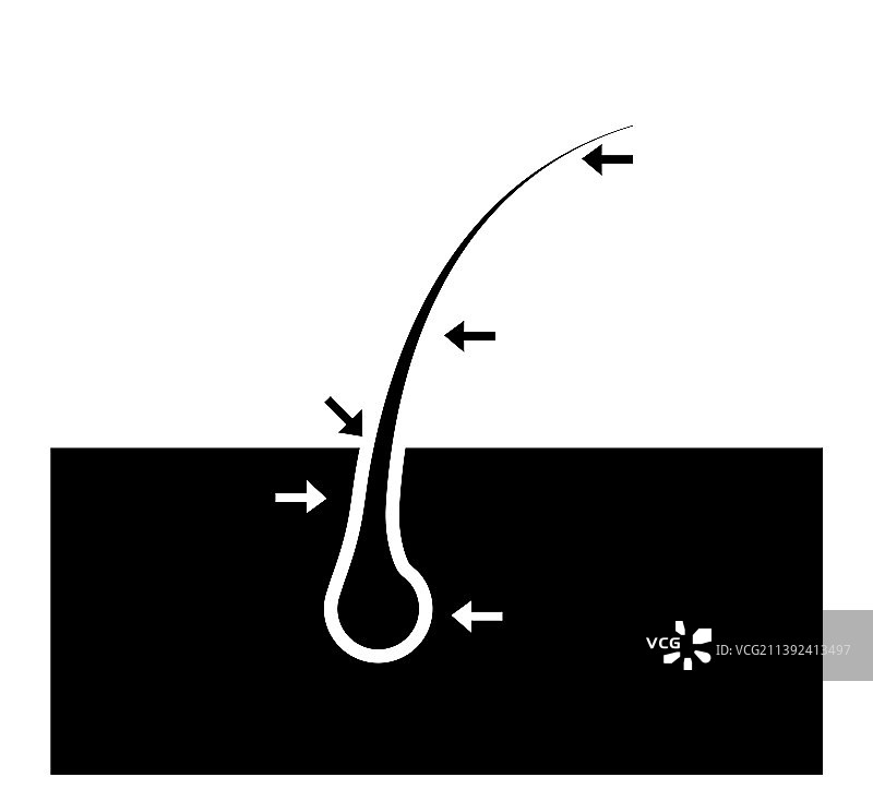 头发根部结构名称图片素材